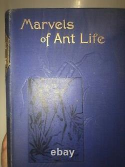 ANT! Insects FIRST EDITION ORIGINAL BINDING GIFT NATURE INSECTS 1898 Ants