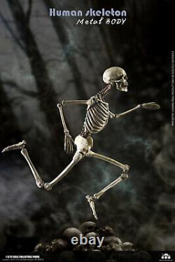 COOMODEL 1/6 Human Skeleton Body & Skull Model 12'' Flexible Action Figure Toys
