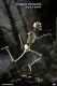 Coomodel Bs011 1/6 The Human Skeleton Metal Body Movable 12'' Figure With Brain