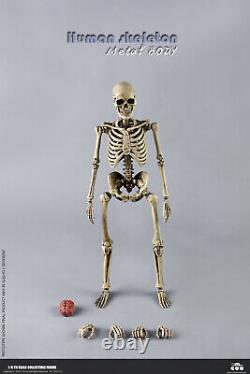 COOMODEL BS011 1/6 The Human Skeleton Metal Body Movable 12'' Figure With Brain
