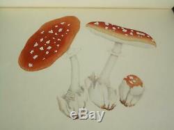 Mushrooms Russia and History Wasson Psychedelic Magic Mushrooms psilocibin RARE