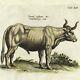 Rare 1655 Merian & Jonston Colored Folio Engraving Historia Naturalis Taurus Ox