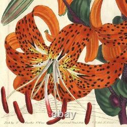 Scarce 1809 Curtis Botanical Hand-Colored Folio Engraving No. 1237, TIGER LILY