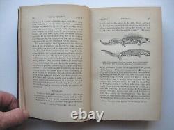 THE DESCENT OF MAN Volume II Charles Darwin HC 1871 1st American Edit ILLUS -8