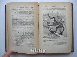 THE DESCENT OF MAN Volume II Charles Darwin HC 1871 1st American Edit ILLUS -8