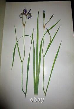 The Genus Iris By William Rickatson Dykes Cambridge 1913 47 Color Plates Folio