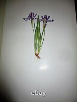 The Genus Iris By William Rickatson Dykes Cambridge 1913 47 Color Plates Folio