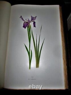 The Genus Iris By William Rickatson Dykes Cambridge 1913 47 Color Plates Folio