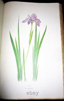 The Genus Iris By William Rickatson Dykes Cambridge 1913 47 Color Plates Folio