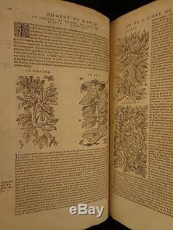 1579 Mattioli Herbes Illustrated Botanique Materia Medica Médecine Dioscoride