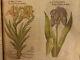 1597 1er John Gerarde Herball Plantes Anglais À Base De Plantes Illustrated Stirpium Botanique