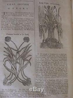 Anglais Herbes 1710 Histoire Plantes Botanique Antique Antique Woodcuts Salmon