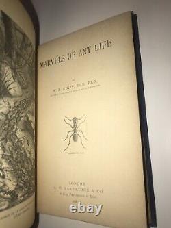 C'est Quoi, Ça? Insectes Premiere Édition D'inditions Naturelles D'origine D'indit 1898 Fourmis