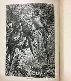 J S Kingsley / Histoire naturelle standard Vol IV Oiseaux Première édition 1885