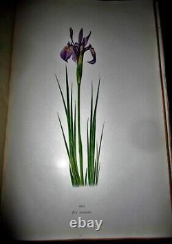 Le Genre Iris Par William Rickatson Dykes Cambridge 1913 47 Plaques De Couleur Folio