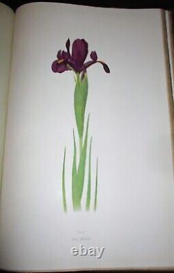 Le Genre Iris Par William Rickatson Dykes Cambridge 1913 47 Plaques De Couleur Folio