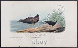Le Râle d'eau le moins Audubon 1840 Oiseaux d'Amérique Première Édition